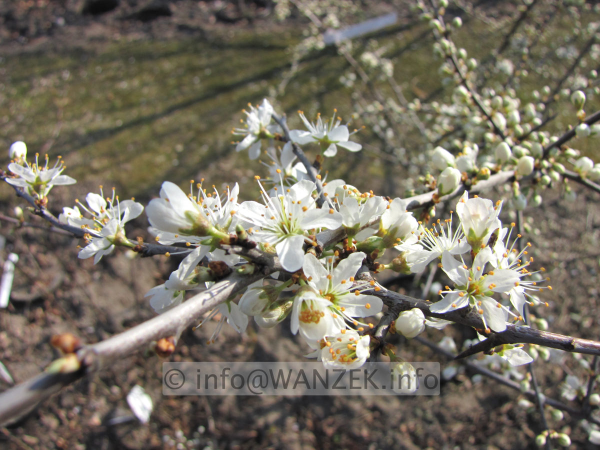 Prunus spinosa - Blueten 01.JPG
